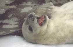 Weddell_seal1_WEB.jpg