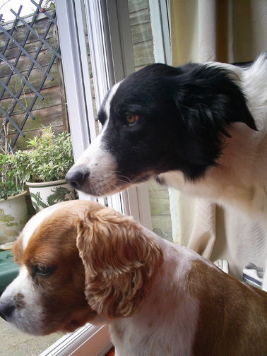 rain_watching.jpg