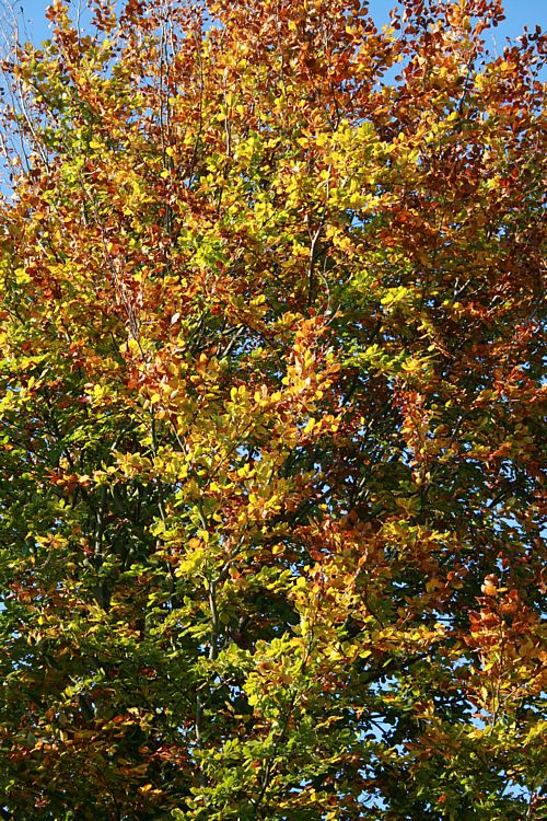Autumnleaves.jpg