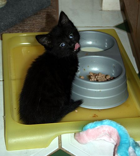 Puddle8wks3.jpg