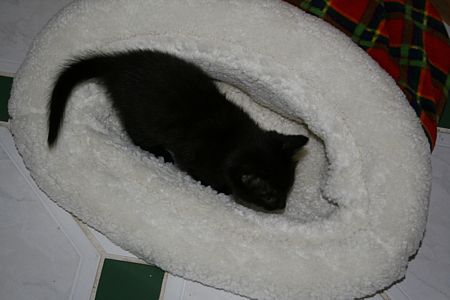 Puddle8wks4.jpg