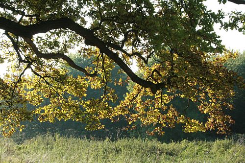 Sunlightthroughleaves.jpg