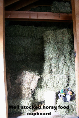 hay.jpg