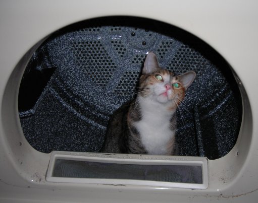 Gypsy-in-dryer.jpg