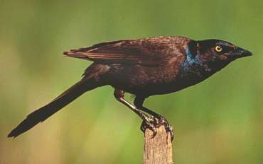 0grackle.jpg