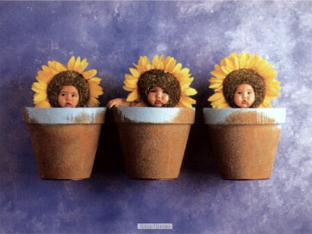 geddes-anne-sunflower-trio-6600037.jpg