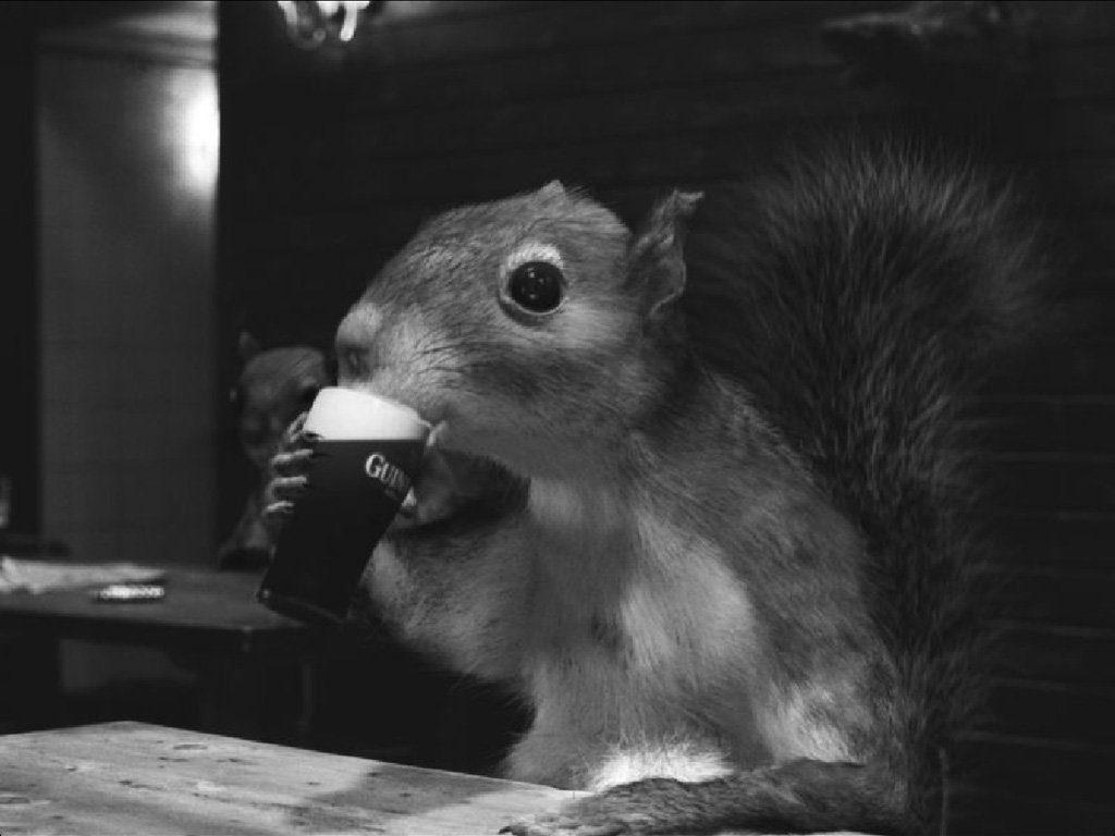 guinness-squirrell.jpg