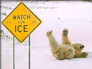 polar-bear-fall.jpg