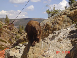 unknown6.jpg