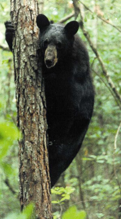 bearintree.jpg