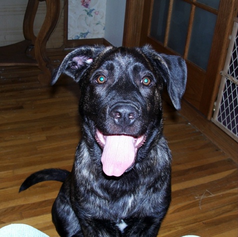 Otis5months6.jpg