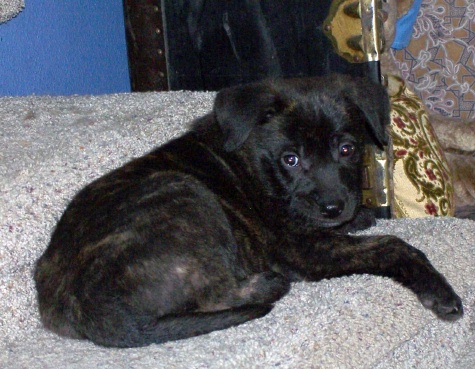 Otis7wks7.jpg