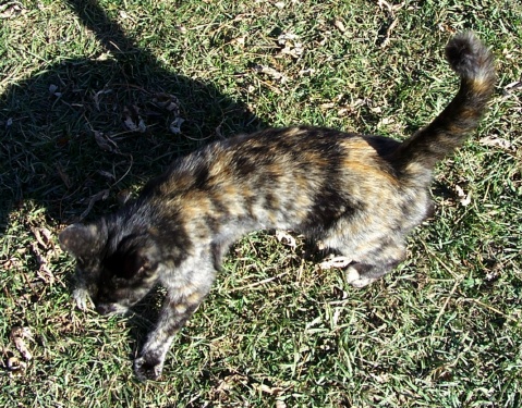 blackcalico1.jpg