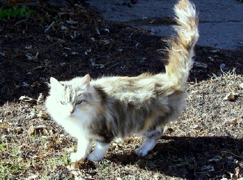 calicocat1.jpg