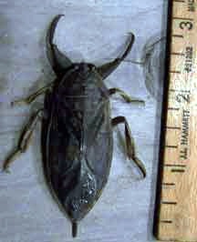 giantwaterbug.jpg
