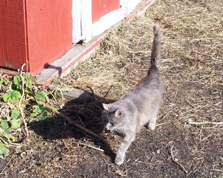 greycat1.jpg