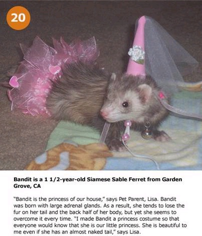 hpets20_.jpg