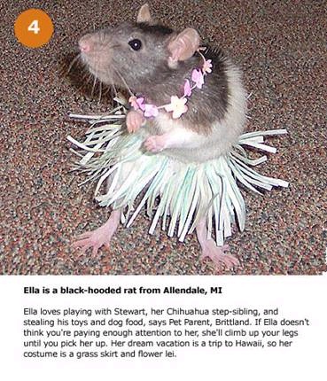 hpets4.jpg