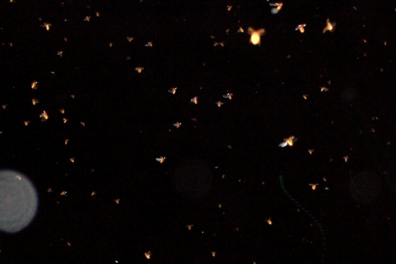 junebugs2.jpg