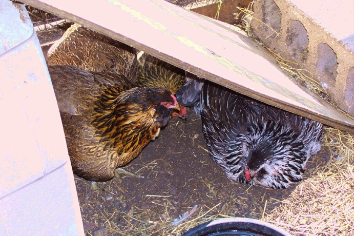 newchicks2.jpg