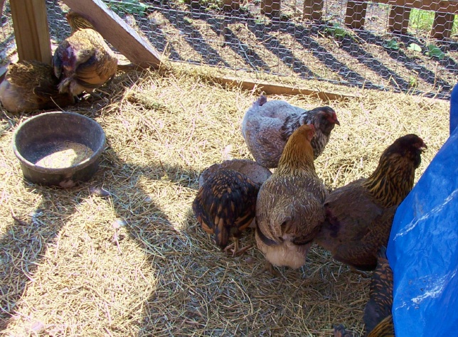 newchicks4.jpg