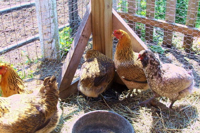 newchicks5.jpg