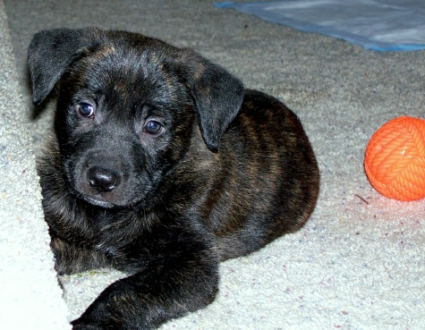 otis7wks11.jpg