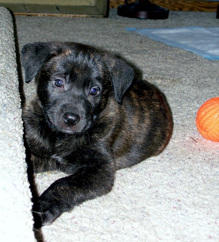 otis7wks12.jpg