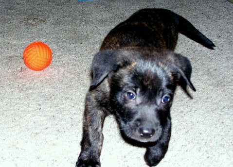 otis7wks4.jpg