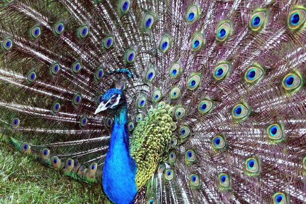 peacock1.jpg