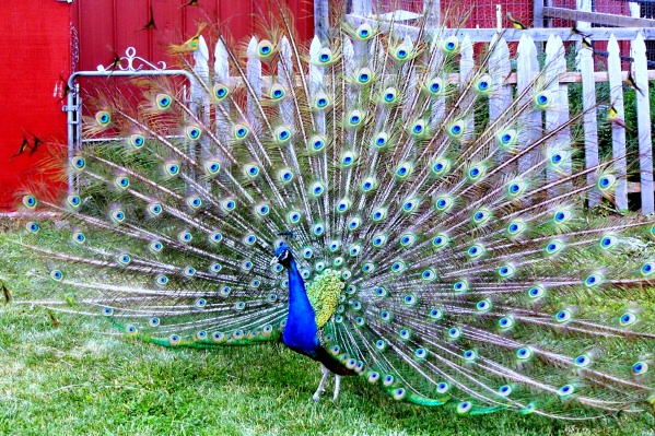 peacock3.jpg