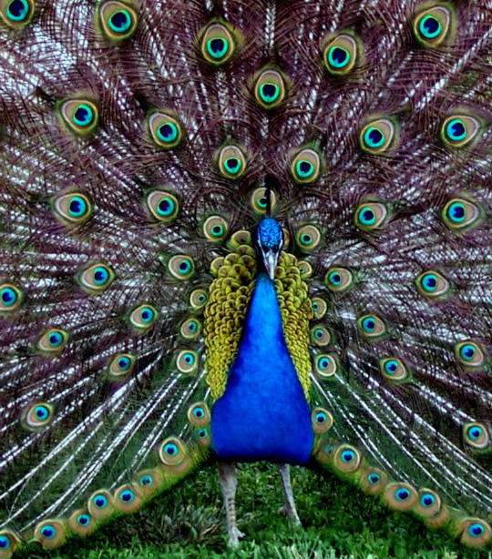 peacock4.jpg