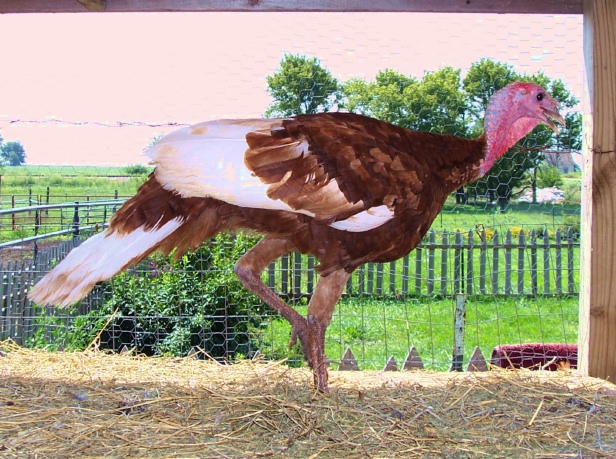 tomturkey2.jpg