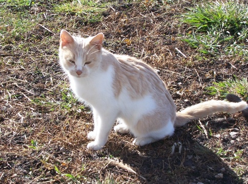 yellowcat1.jpg