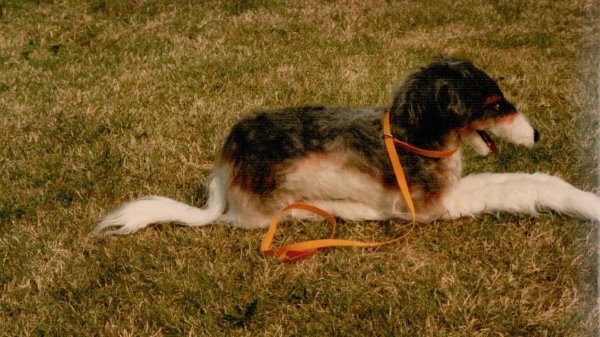 1375735198_borzoi.jpg