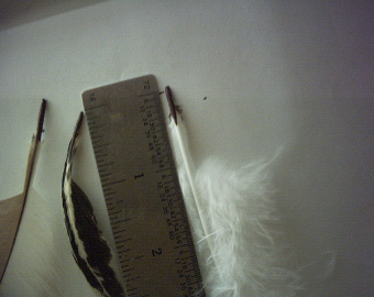 small-feathers.jpg