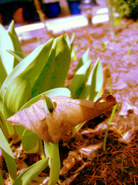 01apr06010.jpg