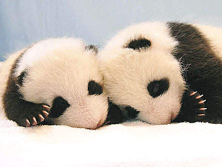 panda1.jpg