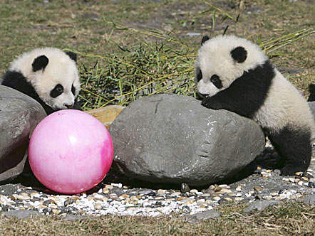 panda2.jpg