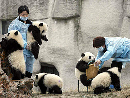 panda3.jpg