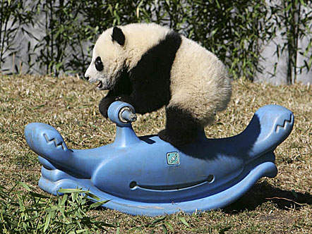 panda4.jpg