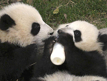 panda5.jpg
