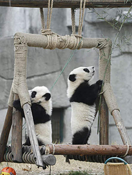 panda6.jpg