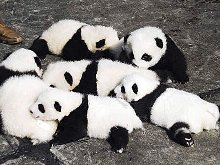 panda7.jpg