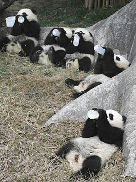 panda8.jpg
