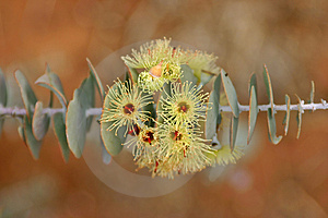GumFlowers.jpg