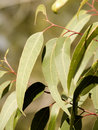 Gumleaves.jpg
