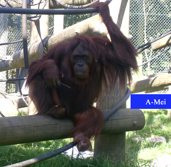 A-Mei2-09.jpg