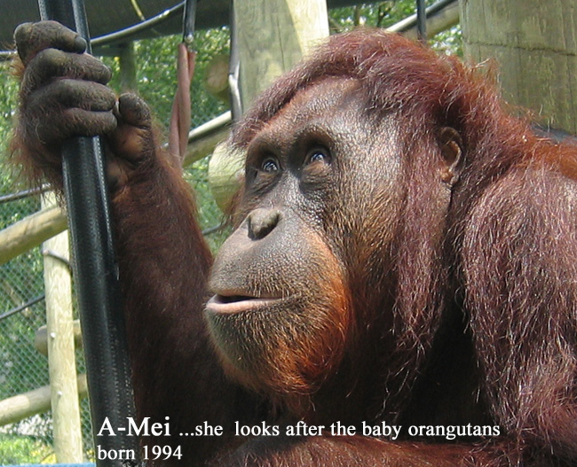 Amei.jpg