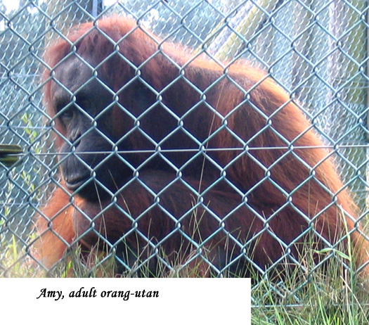 Amy346734.jpg